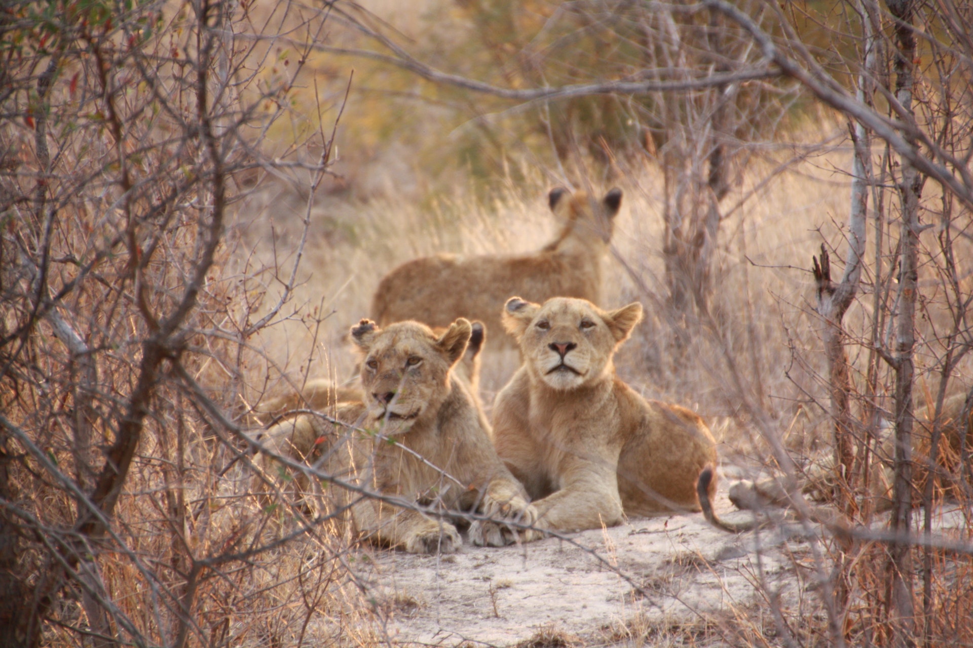 Three female lions from a pride relaxing together