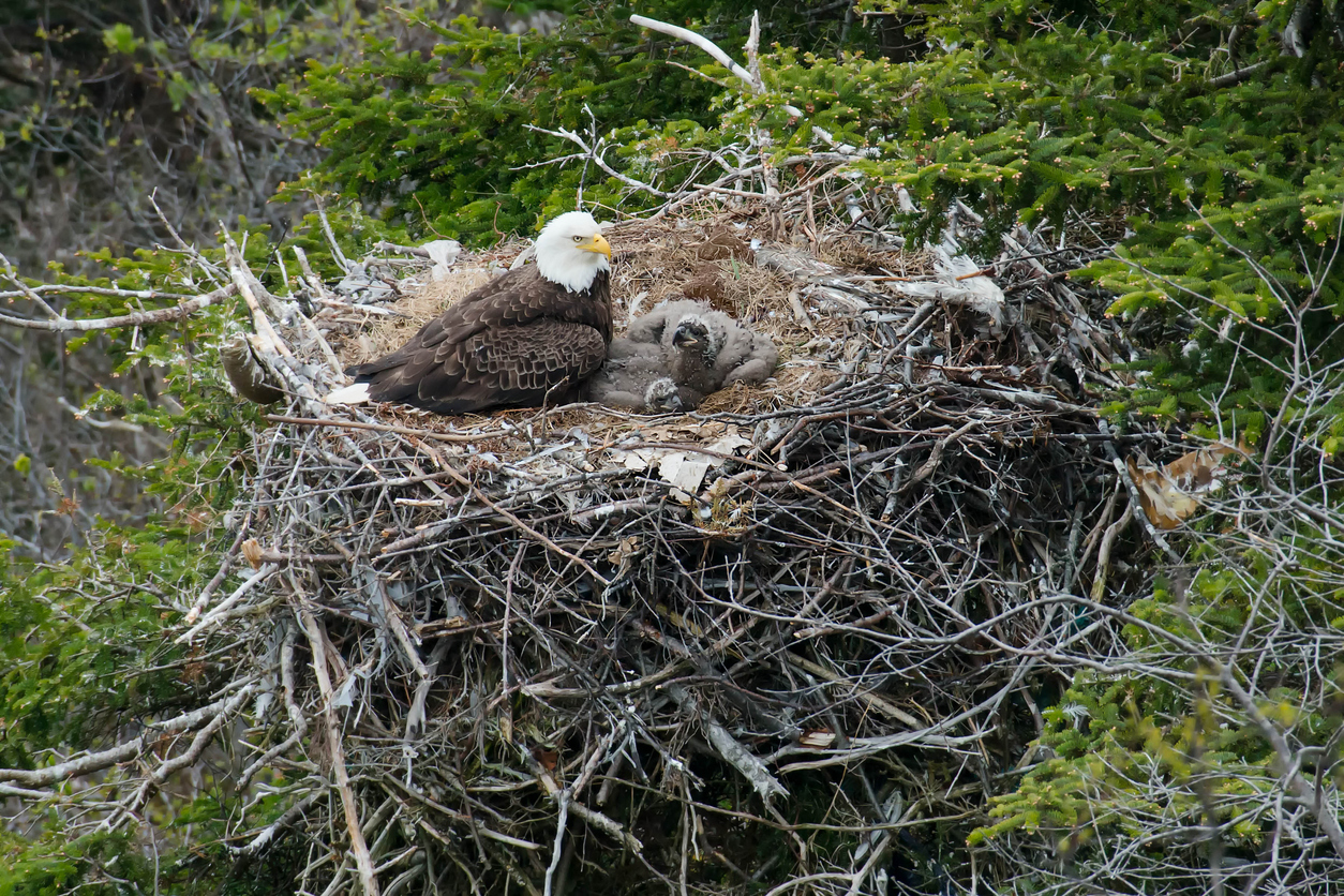 bald eagle nest webcam