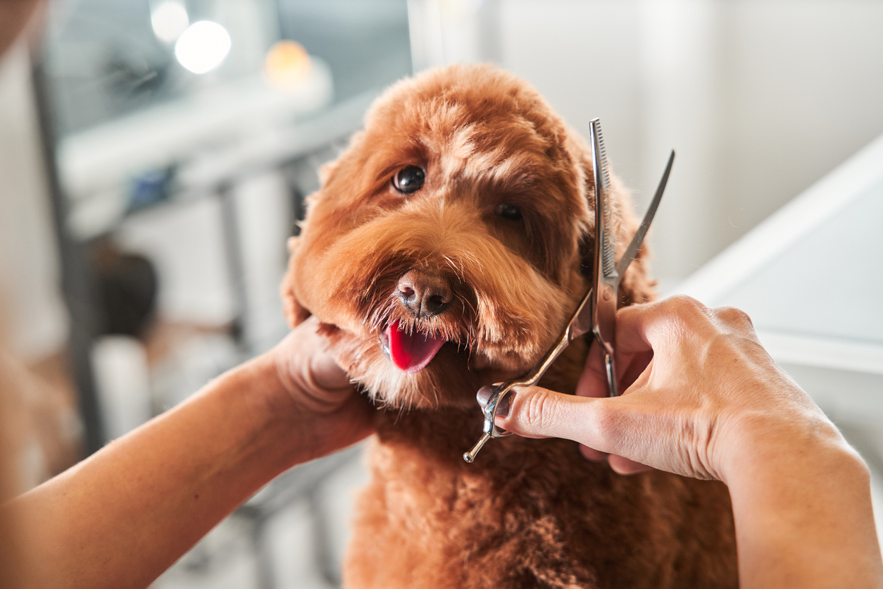 dog getting hair cut | groomers around Highlands Ranch