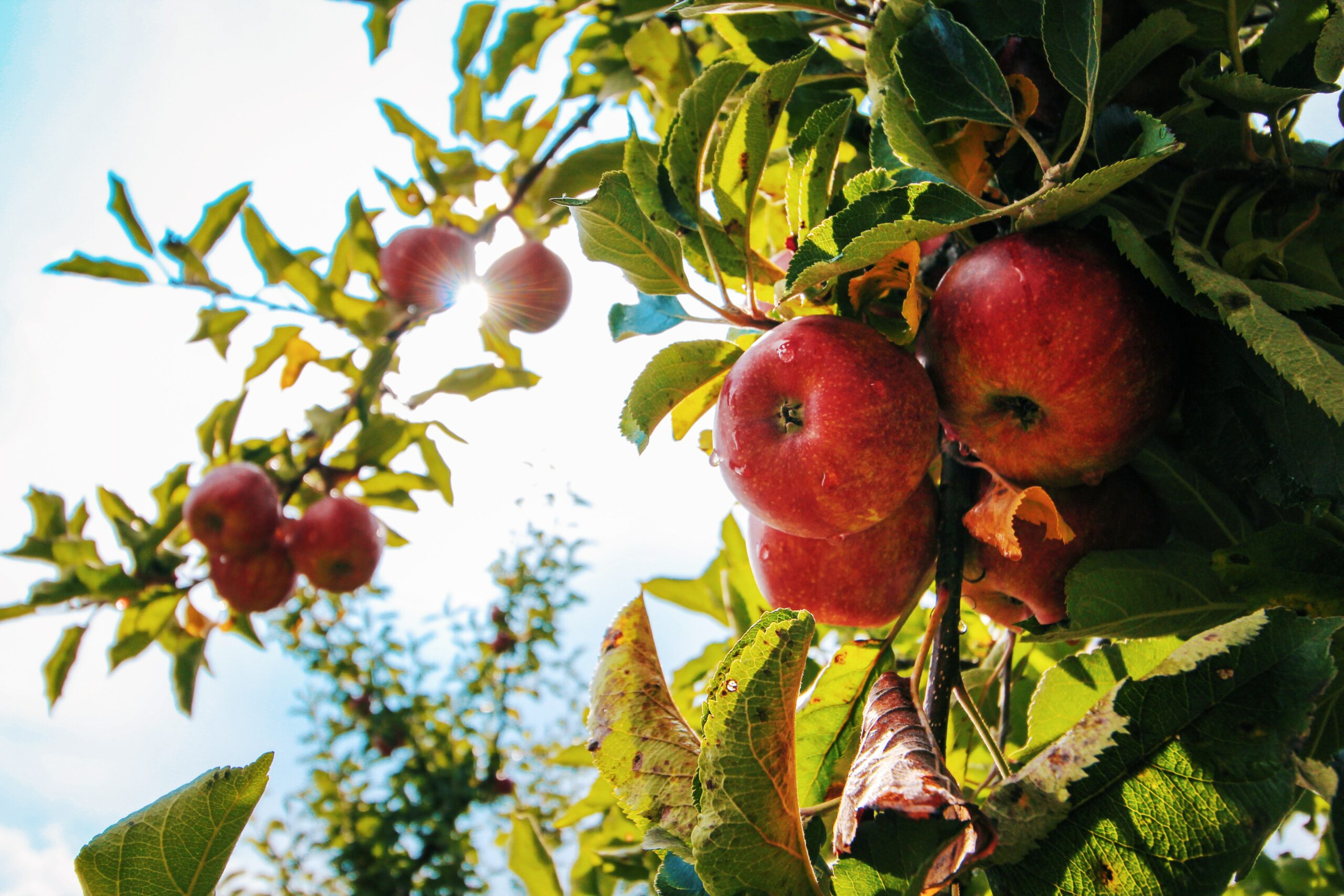 red apples hanging from a tree in an orchard | cideries Highlands Ranch